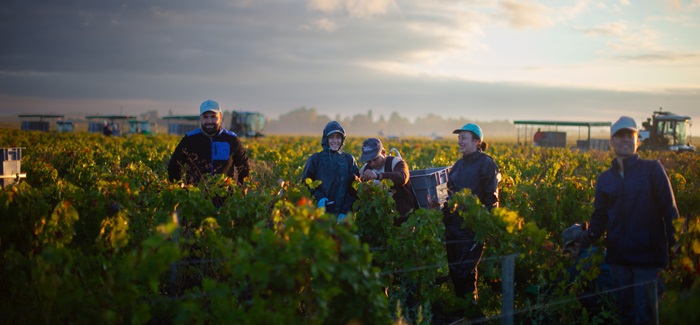 équipe de vendange au Château Cos d'Estournel, en pleine récolte des raisins. Une étape décisive qui concrétise plusieurs mois de travail dans les vignes et marque l'aboutissement du millésime. 